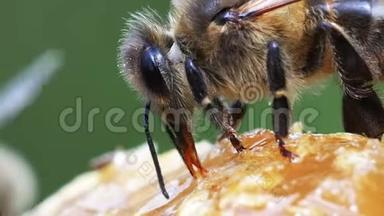 欧洲蜂蜜蜂，蜜蜂蜜蜂，蜜蜂采摘蜂蜜，生活在诺曼底，实时