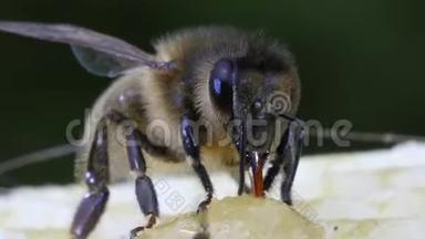 欧洲蜂<strong>蜜蜂</strong>，<strong>蜜蜂蜜蜂</strong>，<strong>蜜蜂</strong>采摘蜂蜜，生活在诺曼底，实时
