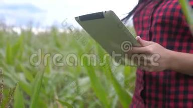 智慧生态农业养殖理念.. 农民女孩植物<strong>研究人员</strong>在检查玉米时使用并触摸平板电脑
