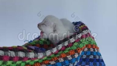 英国可爱的小猫在毛巾里喵喵叫