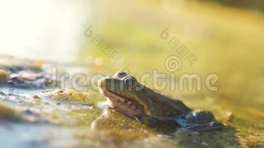 沼泽里池塘里的绿蛙。 拉娜·埃斯古丽塔。 青蛙在<strong>水中</strong>对自然的影响。 <strong>动物</strong>野生生活方式概念