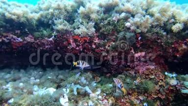 水下场景-地中海珊瑚礁中的小鱼