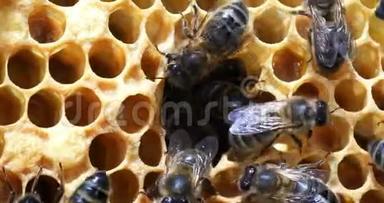 欧洲蜂蜜蜜蜂，意大利蜜蜂，葡萄蜜蜂，诺曼底蜜蜂，实时