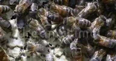 欧洲蜂蜜蜂，蜜蜂，蜜蜂在肺泡上工作，诺曼底，实时