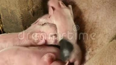 母猪喂小猪，小猪，小猪
