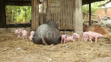 母猪喂小猪，小猪，小猪