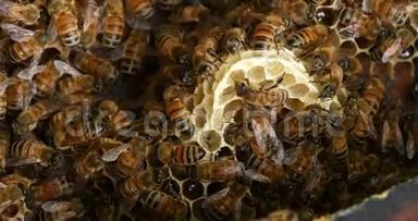 欧洲<strong>蜜蜂</strong>，<strong>蜜蜂蜜蜂</strong>，野生射线上的<strong>蜜蜂</strong>，在肺泡上工作的<strong>蜜蜂</strong>，诺曼底的野生蜂巢，实时4K