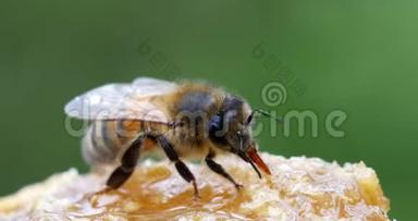 欧洲蜂蜜蜂，蜜蜂蜜蜂，蜜蜂采摘蜂蜜，生活在诺曼底，<strong>实时</strong>
