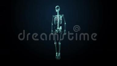 旋转人体骨骼结构，骨系统，蓝色X射线光图像..