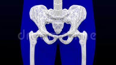 健康骨骼和骨质疏松骨骼.. 3D绘制。