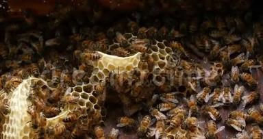 欧洲蜜蜂，蜜蜂蜜蜂，野生射线上的蜜蜂，在肺泡上工作的蜜蜂，诺曼底的野生蜂巢，实时4K