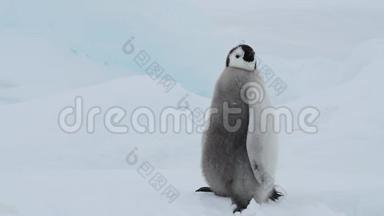 <strong>南极洲</strong>冰天雪地上的帝企鹅小鸡