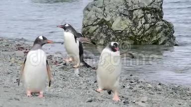 企鹅在海滩上