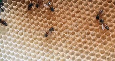 欧洲蜜蜂，蜜蜂蜜蜂，野生射线上的蜜蜂，在肺泡上工作的蜜蜂，诺曼底的野生蜂巢，实时4K