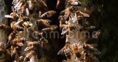 欧洲蜂蜜<strong>蜜蜂</strong>，意大利<strong>蜜蜂</strong>，野雷<strong>蜜蜂</strong>，阿尔维鲁斯<strong>蜜蜂</strong>，诺曼底野蜂，实时4K