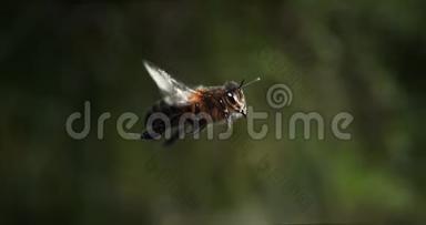 欧洲蜂蜜蜂，蜜蜂，蜜蜂飞行，诺曼底，慢动作