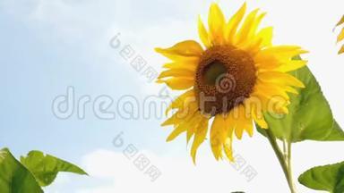 盛开的向日葵在阳光明媚的夏日田野，阳光明媚。农业花卉背景。