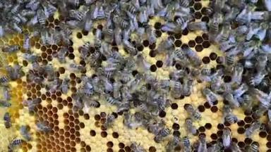 摘要六边形结构是<strong>蜂箱</strong>中的蜂窝，<strong>蜂箱</strong>中装满了金色的蜂蜜。