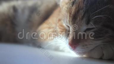 猫睡觉的概念。 猫在窗户上睡觉，阳光和窗户的生活方式是一个可爱的视频。