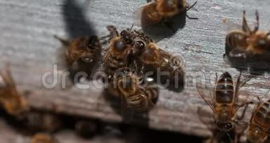 欧洲蜂<strong>蜜蜂</strong>，<strong>蜜蜂</strong>，<strong>蜜蜂</strong>站在蜂巢入口，<strong>蜜蜂</strong>在诺曼底，慢动作