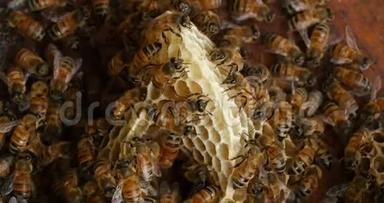 欧洲蜂蜜<strong>蜜蜂</strong>，意大利<strong>蜜蜂</strong>，野雷<strong>蜜蜂</strong>，阿尔维鲁斯<strong>蜜蜂</strong>，诺曼底野蜂，实时4K