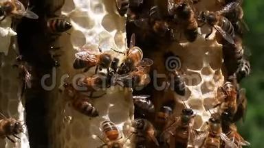 欧洲蜂蜜蜜蜂，意大利蜜蜂，野雷蜜蜂，阿尔维鲁斯蜜蜂，诺曼底野蜂