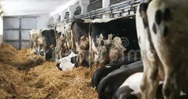 奶牛在农场<strong>谷仓</strong>农业中吃干草。 农场<strong>谷仓</strong>里的奶牛，稳定。