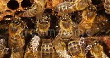 欧洲蜂蜜蜜蜂，意大利蜜蜂，野雷蜜蜂，阿尔维鲁斯蜜蜂，诺曼底，实时4K
