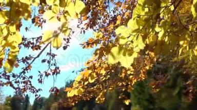 五彩缤纷的<strong>秋天</strong>落叶。 透过<strong>山林</strong>中的秋叶观赏.. <strong>秋天</strong>的森林美景。 金色的树叶。