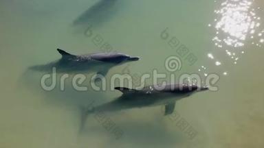 鲨鱼湾里的海豚