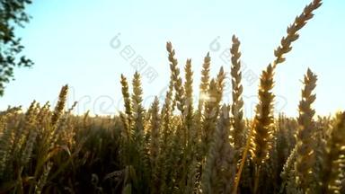 麦田。 地上的<strong>金色麦穗</strong>.. 草甸麦田成熟穗的背景。 收获丰厚