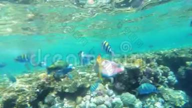 珊瑚礁附近的红海漂浮着五颜六色的鱼。 埃及