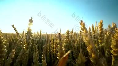 麦田。 地上的<strong>金色麦穗</strong>.. 草甸麦田成熟穗的背景。 收获丰厚