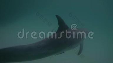 鲨鱼湾里的海豚