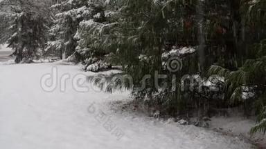 冬天森林里的雪覆盖着<strong>行道树</strong>。