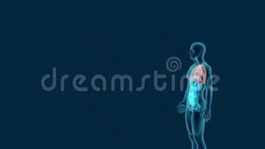 可见呼吸系统人体x线扫描
