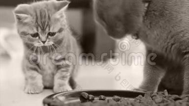 小猫吃盘子里的宠物食物
