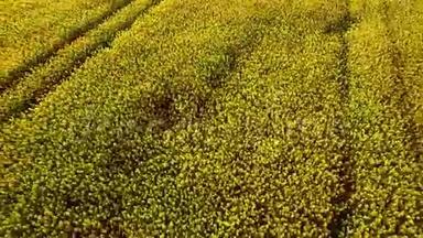 飞过田野，开着盛开的油菜花。 空中镜头。 飞越油菜地