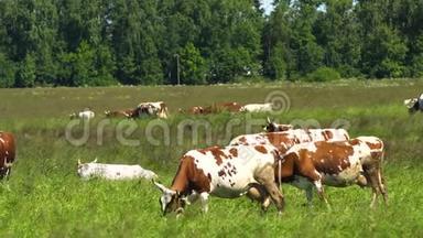 奶牛在牧场上放牧