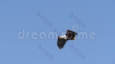 非洲鱼鹰、卤<strong>虫鸣</strong>禽，成人飞行，翅膀，肯尼亚巴林戈湖