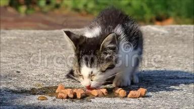 小猫在农场吃猫粮