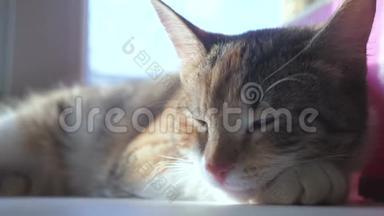 猫睡觉的概念。 猫睡在生活方式上，窗户，阳光和窗户是一个可爱的视频