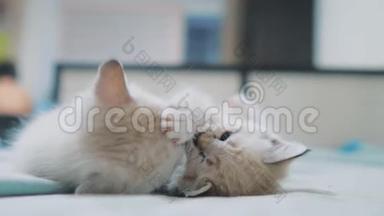 两只小白猫在床上玩打架的搞笑视频.. 白猫两只小猫睡觉生活方式咬人