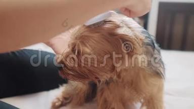 女人在刷牙。 <strong>狗</strong>搞笑<strong>视频</strong>。 一个梳着一只毛茸茸的<strong>狗</strong>宠物的女孩。一个用梳子梳约克郡的女人