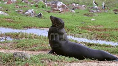 加拉帕戈斯<strong>海狮</strong>在<strong>北</strong>西摩岛，加拉帕戈斯国家公园厄瓜多尔