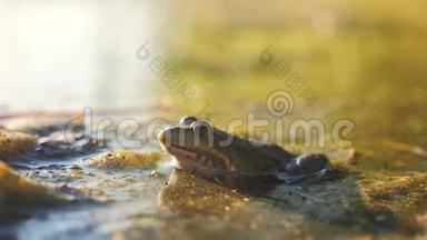 沼泽生活方式中池塘里的绿色青蛙。 拉娜·埃斯古丽塔。 青蛙在<strong>水中</strong>对自然的影响。 野生<strong>动物</strong>概念