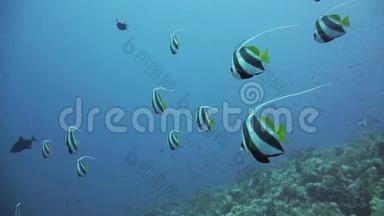 红海珊瑚礁的旗鱼
