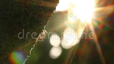 蚂蚁在阳光下爬树