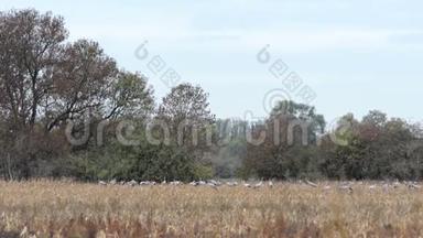 德国勃兰登堡莱因鲁克地区的一田野上，一群鹤鸟在觅食