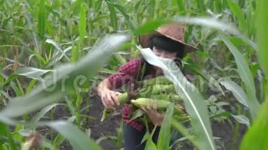 智慧生态收获农业耕作理念。农家女植物研究员在农场收割玉米芯